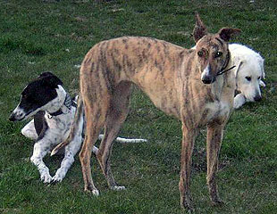 best dog kennel in winnipeg on ... Speed Hounds � Blog Archive � Lakeridge Canine Camp Boarding Kennels