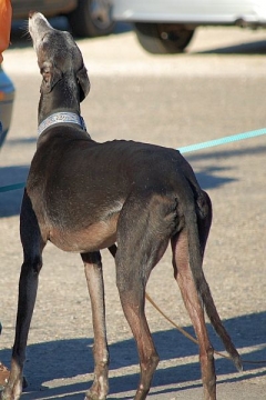 image greyhounds1-jpg