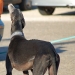 image greyhounds1-jpg