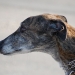 image greyhounds4-jpg