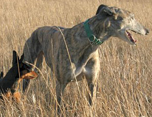Greyhound – A Breed Apart