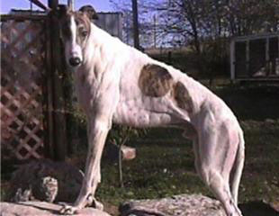 About the Greyhound Breed
