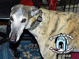 <p>He is a perfect example of the Greyhound lean. He is a very sweet boy and a true gentleman.</p>
