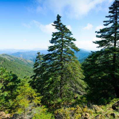 Firs (Abies pinsapo) in the Natural Site of Reales de Sierra Bermeja, Genalguacil, Malaga, Spain