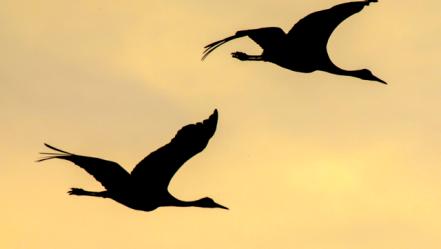 This image has been distributed to our partners.