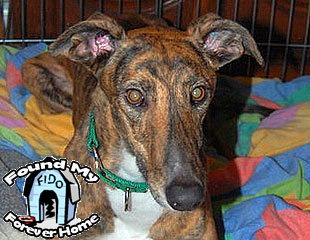 Boc's Cannon Fuse Boc's Cannon Fuse